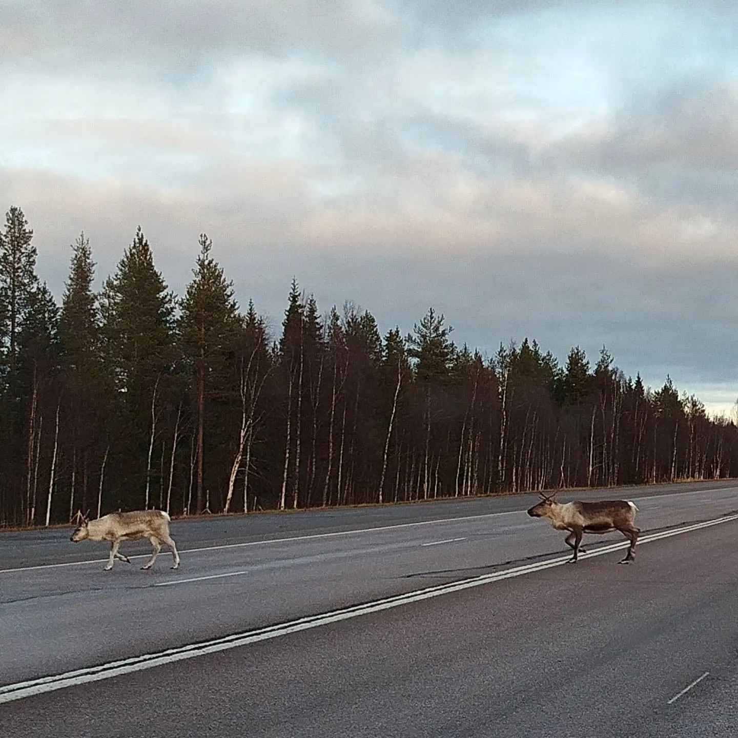 Rentiere überqueren die Straße nach Inari