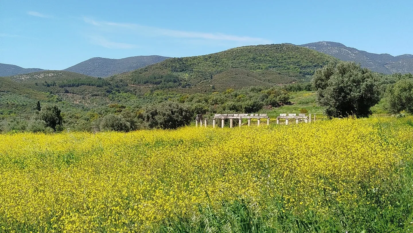 Gelb blühende Wiese vor den Ruinen von Messene