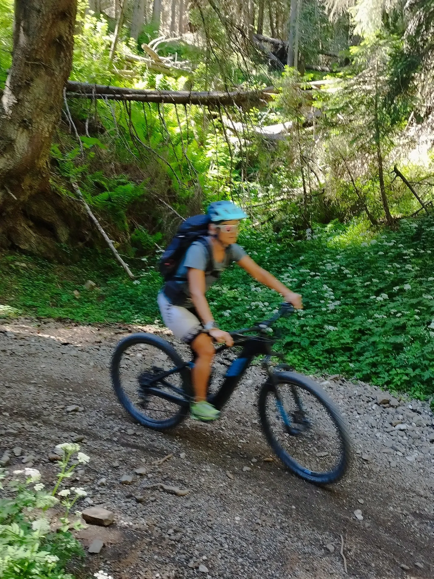 Edith auf dem Forstweg