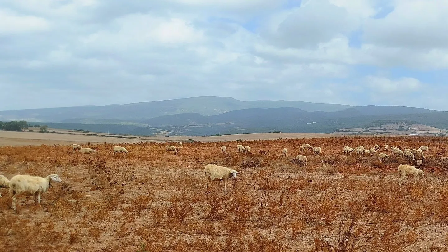 Schafe in der kargen Landschaft
