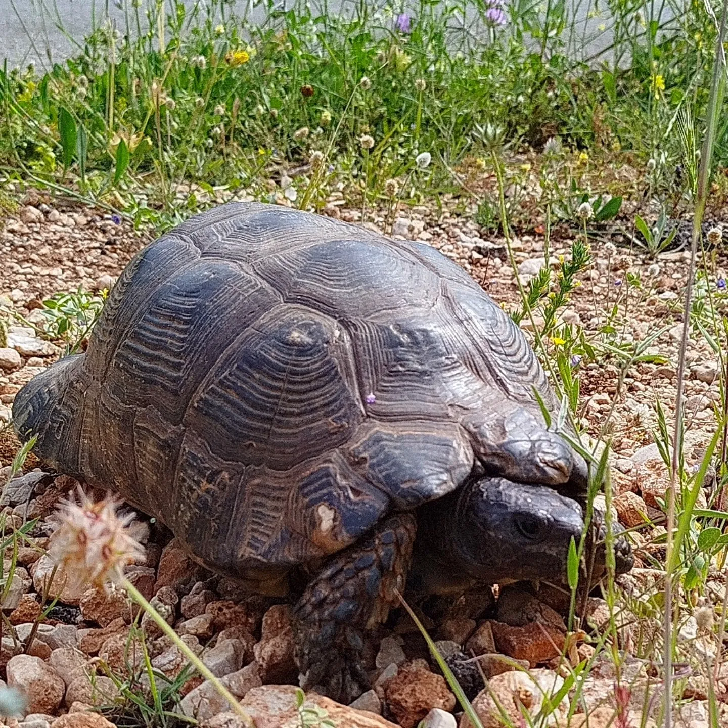 Eine Landschildkröte am Wegesrand